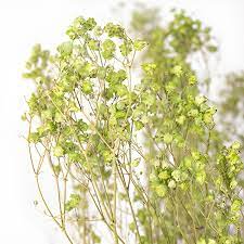 Baby Breath Preserved Dry Flowers 10g