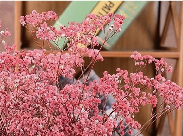 Baby Breath Preserved Dry Flowers 10g