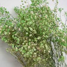 Baby Breath Preserved Dry Flowers 10g