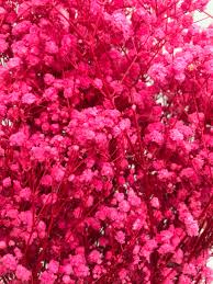 Baby Breath Preserved Dry Flowers 10g