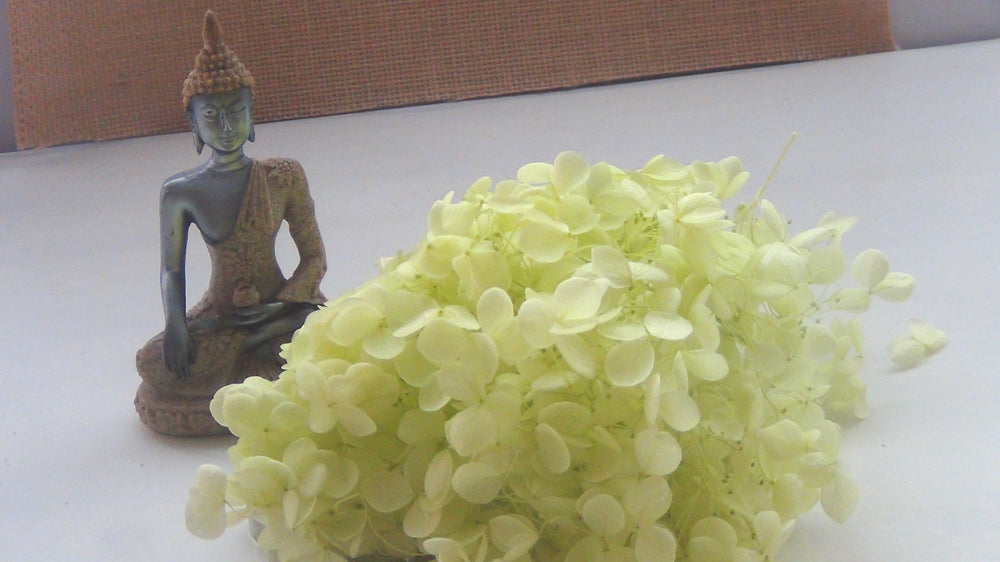 Hydrangeas - 6gms Bestow Charms