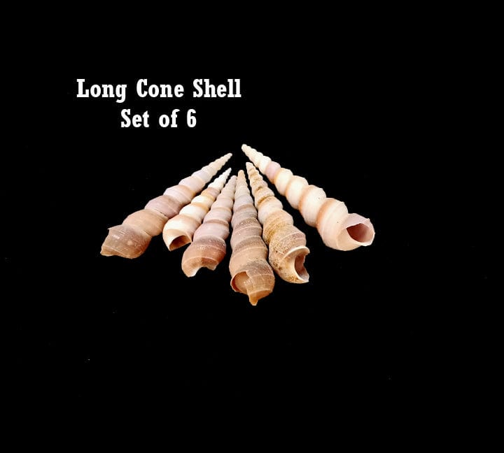 Ocean Theme Set 2 | Sea shells Small Ideal for Craft, Decor, Resin Art (Hand Sorted Single Type Shells) Bestow Charms