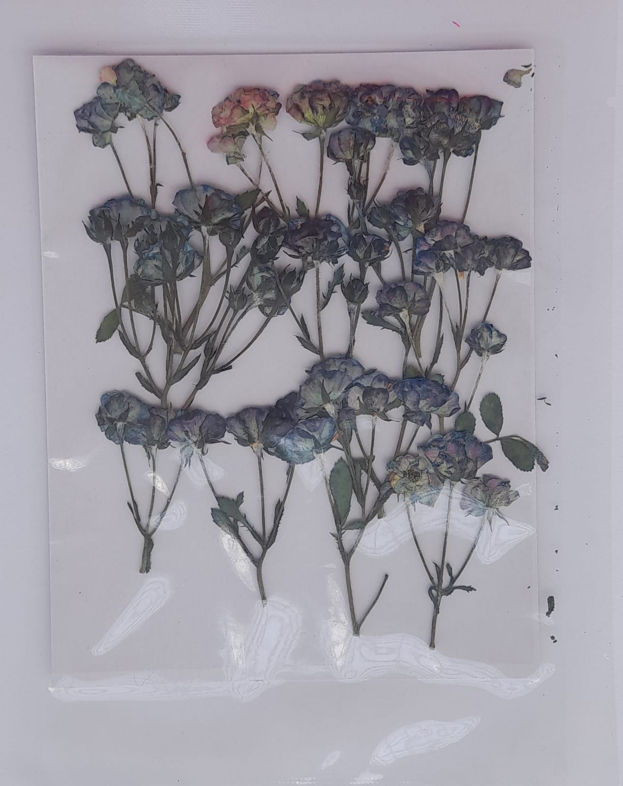 Pressed Rose with Stem