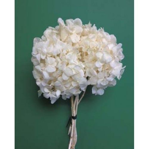 Hydrangeas - 10gms