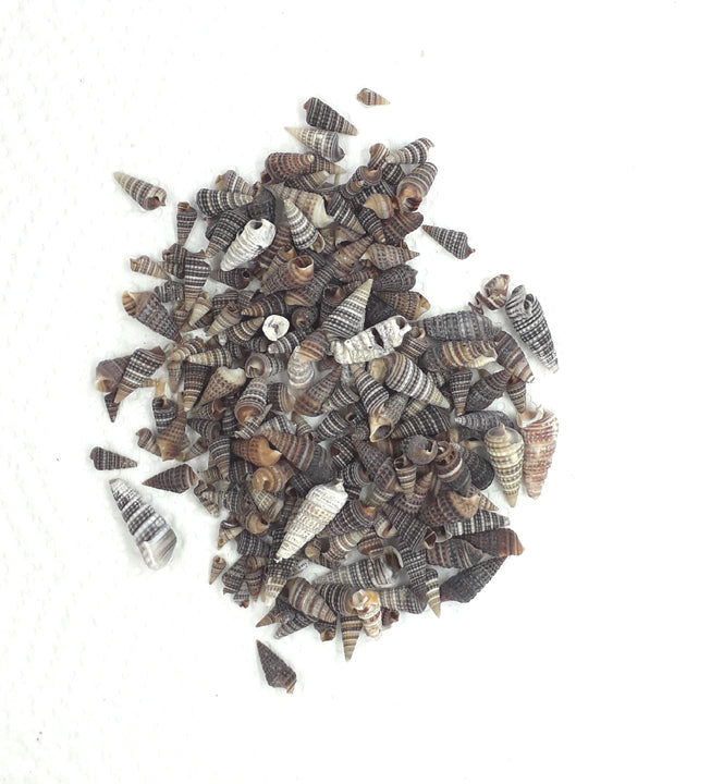 Cone Shell - 20gms.