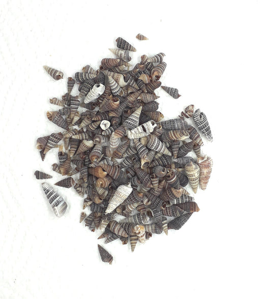 Cone Shell - 20gms.