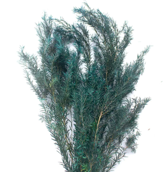 Dried Preserved Melaleuca - Fern Leaves