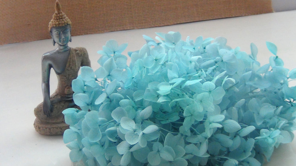 Hydrangeas - 6gms Bestow Charms