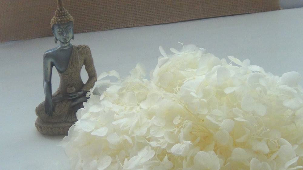 Hydrangeas - 6gms Bestow Charms