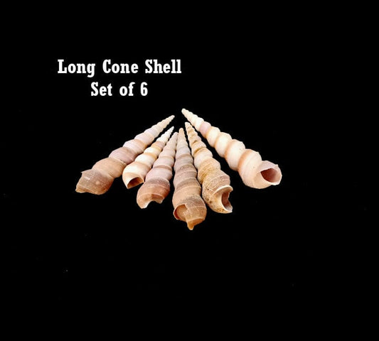 Ocean Theme Set 2 | Sea shells Small Ideal for Craft, Decor, Resin Art (Hand Sorted Single Type Shells) Bestow Charms