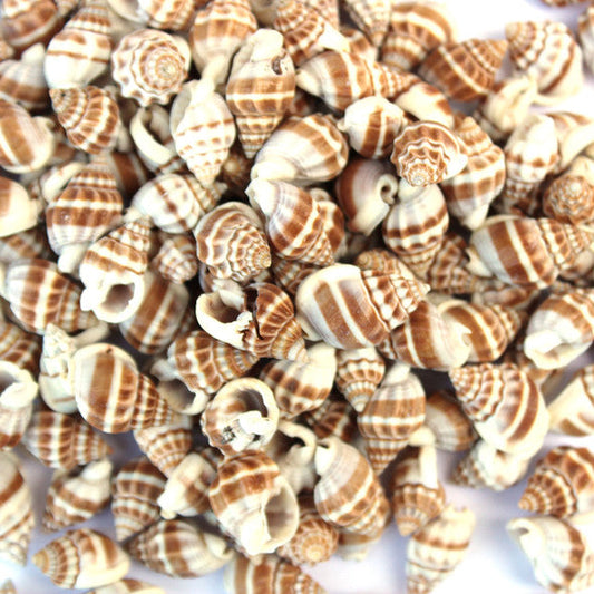 Medium Brown Conch Shell - 20g
