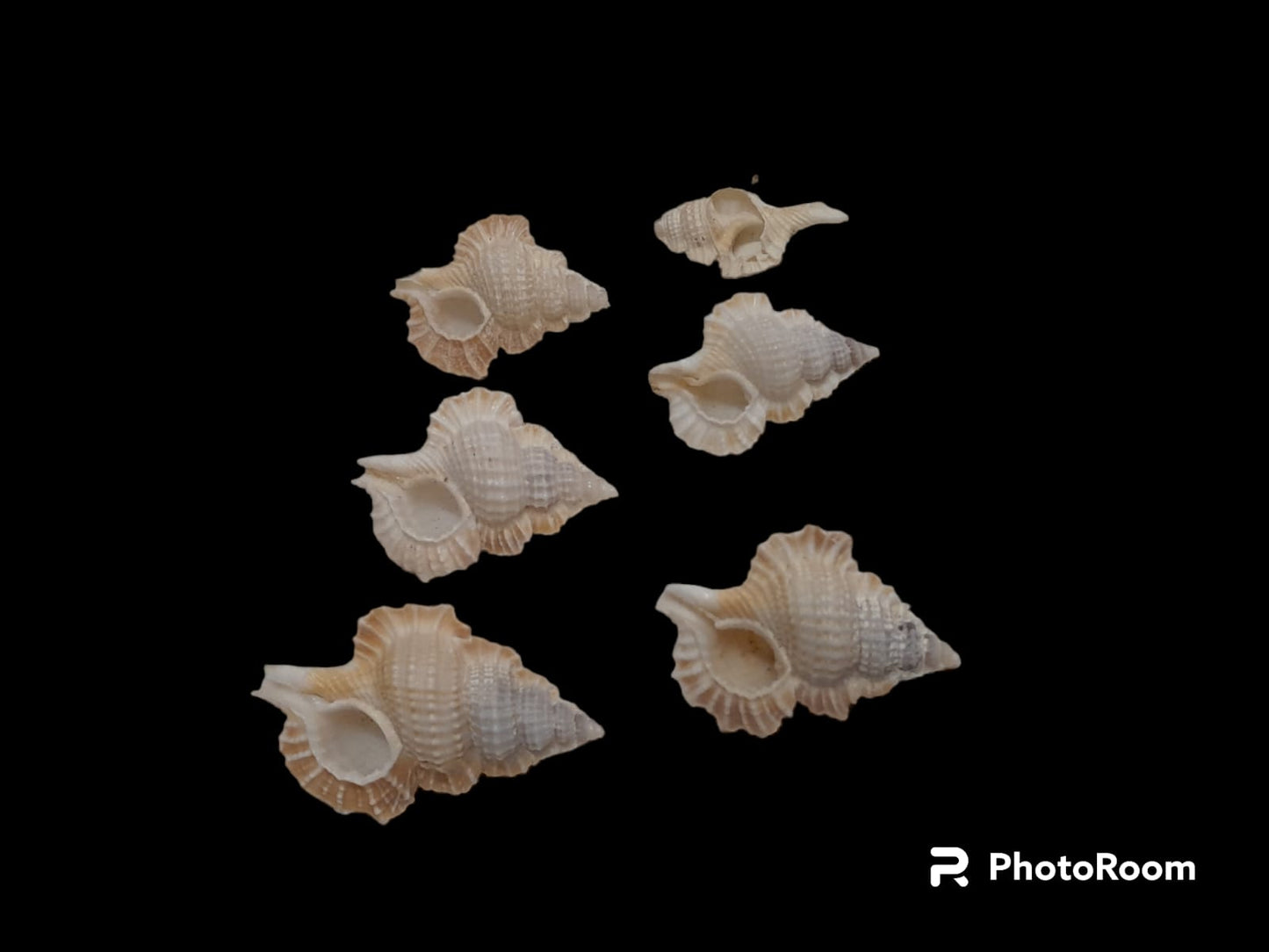 Natural Conch Shell small