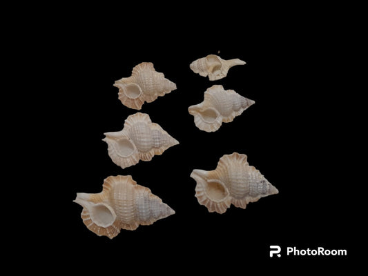 Natural Conch Shell small