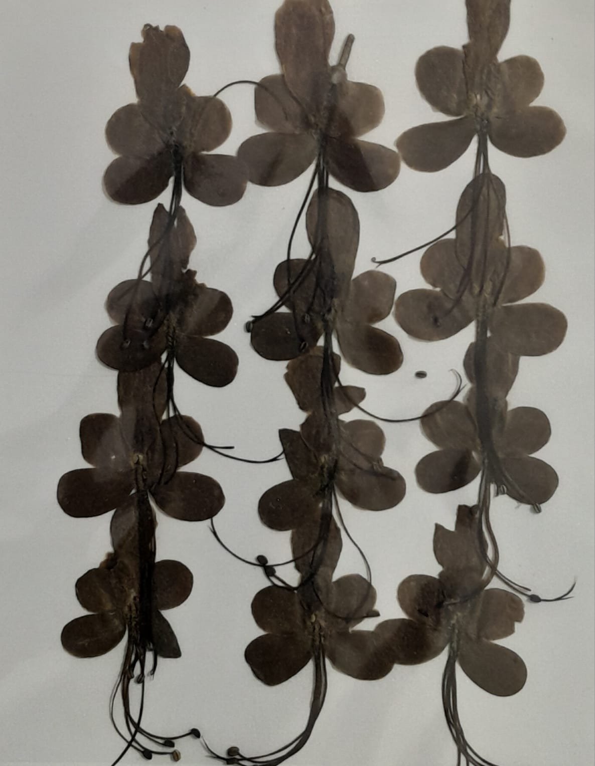 Pressed Butterfly Shape Flower