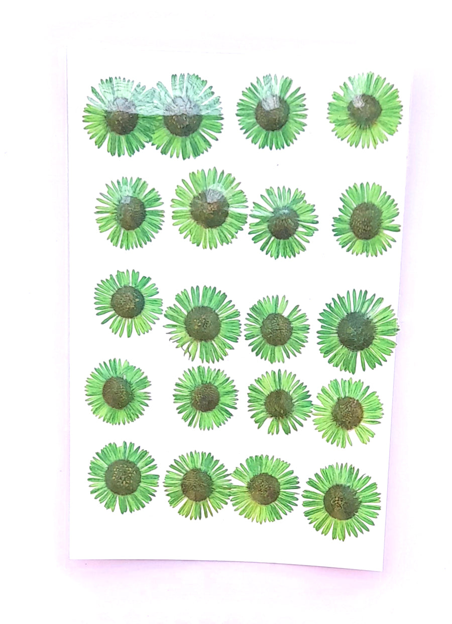 Pressed Chryshantham Bestow Charms