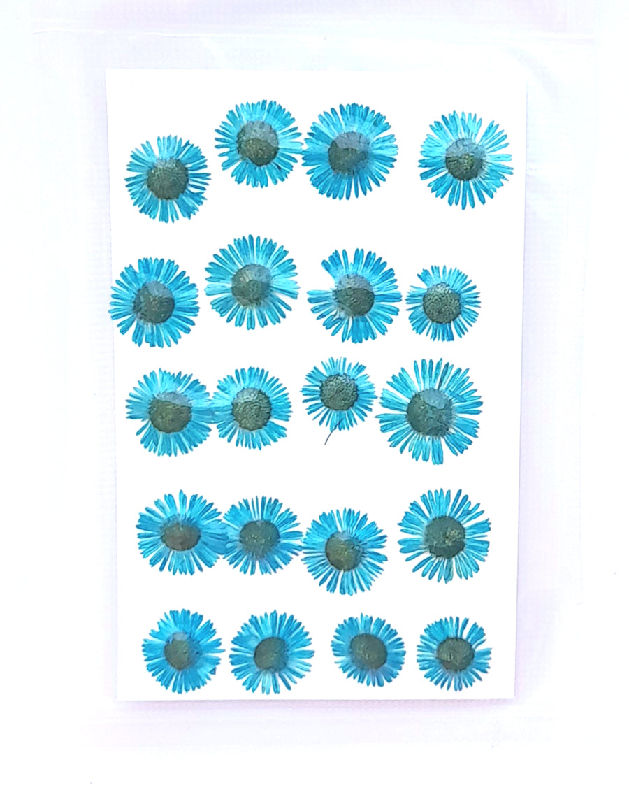 Pressed Chryshantham Bestow Charms