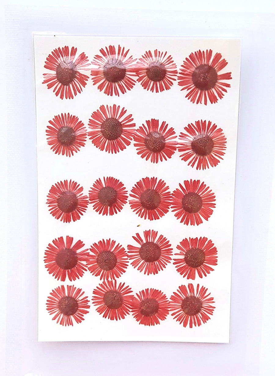 Pressed Chryshantham Bestow Charms