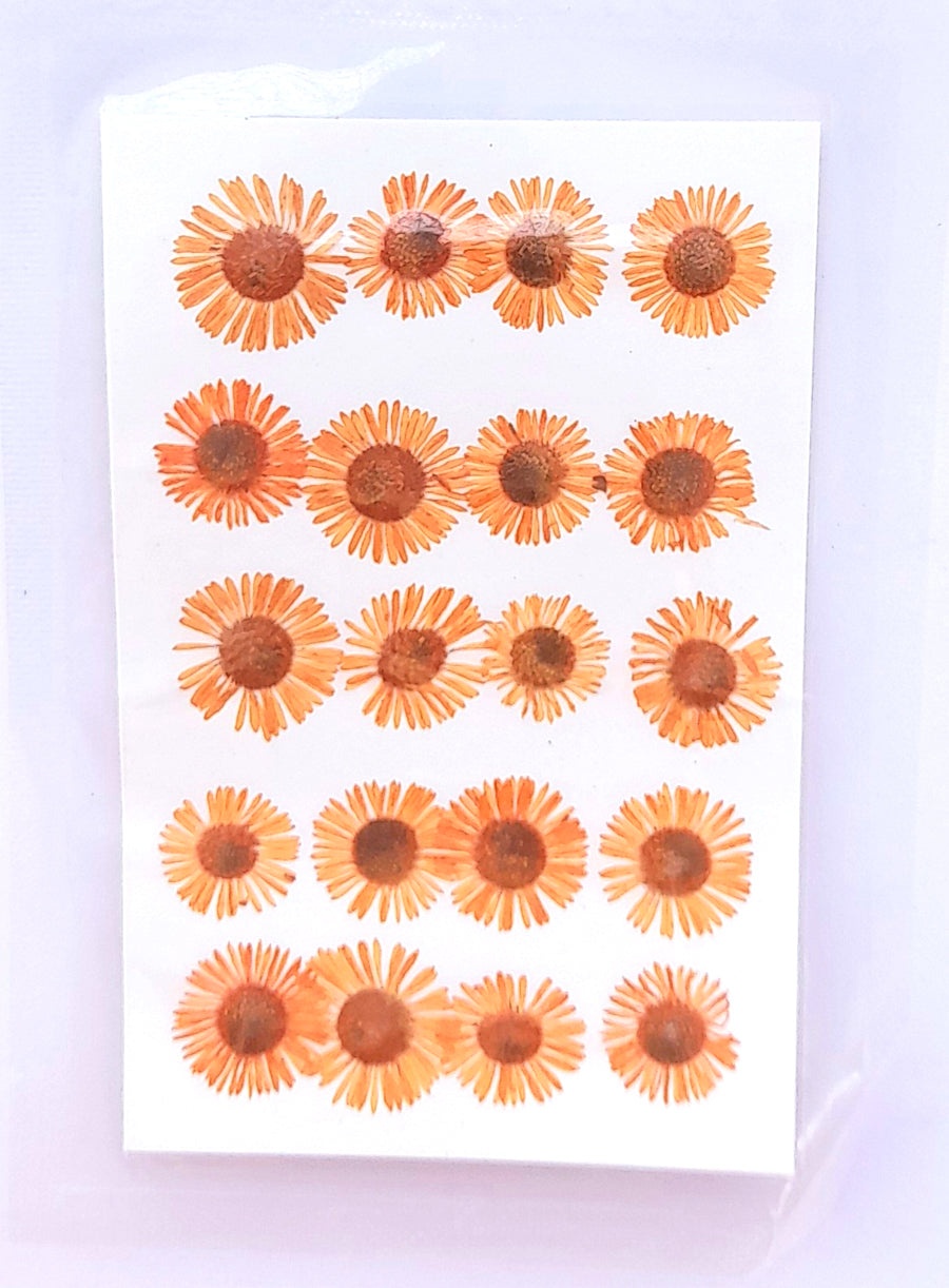Pressed Chryshantham Bestow Charms