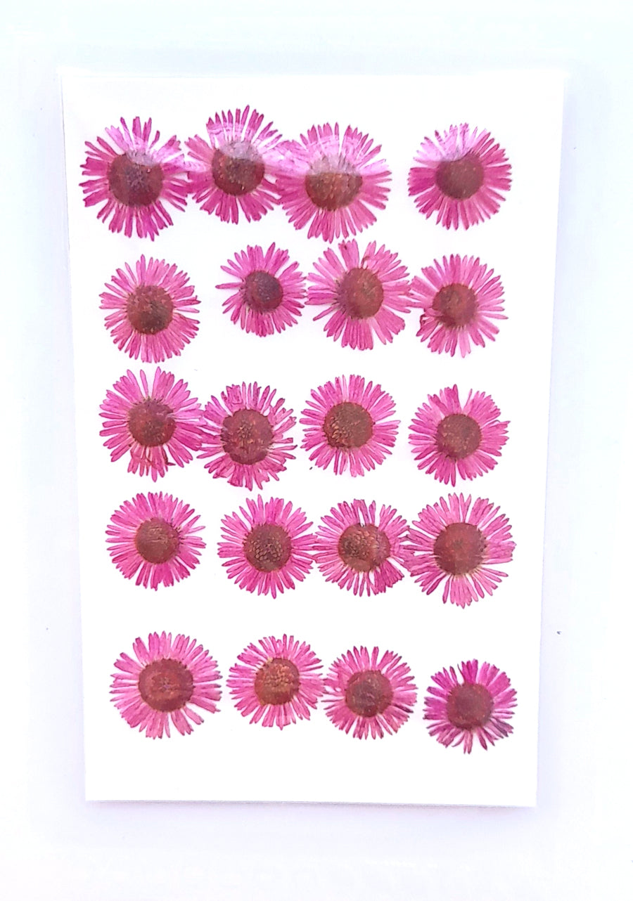 Pressed Chryshantham Bestow Charms