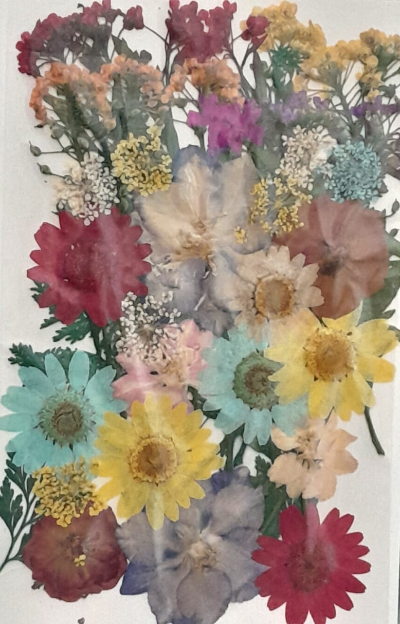 Pressed Flowers 36-40 Flowers