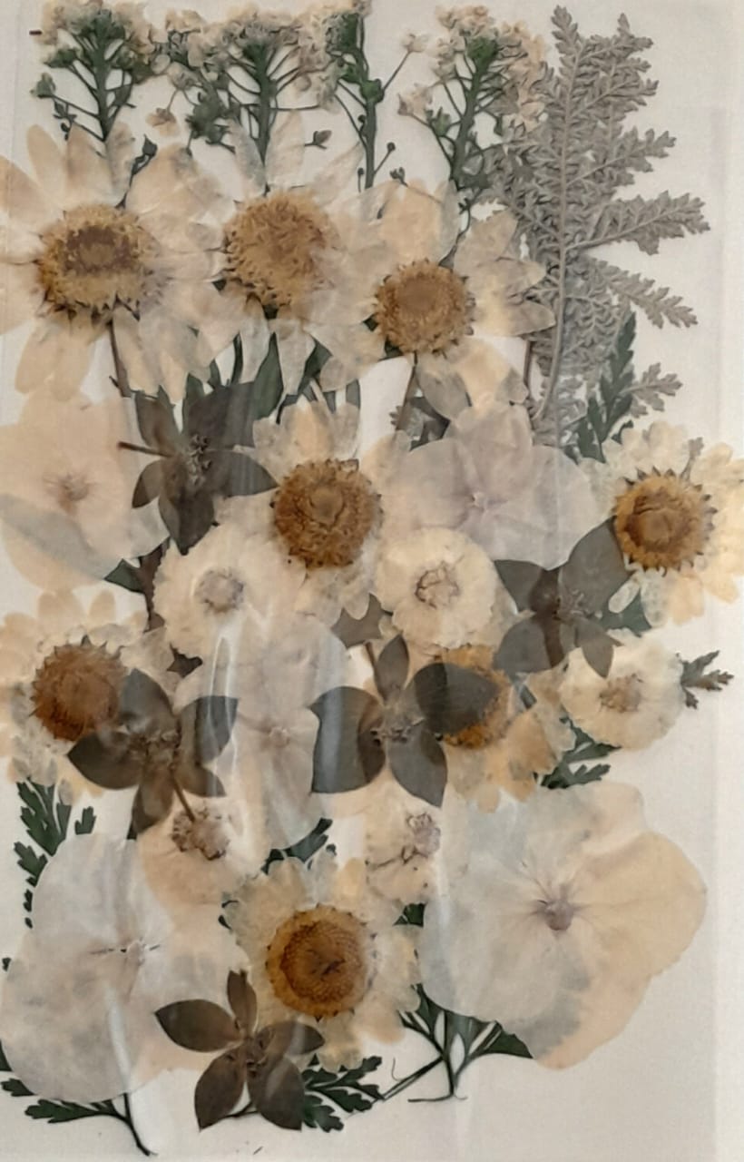 Pressed Flowers 36-40 Flowers