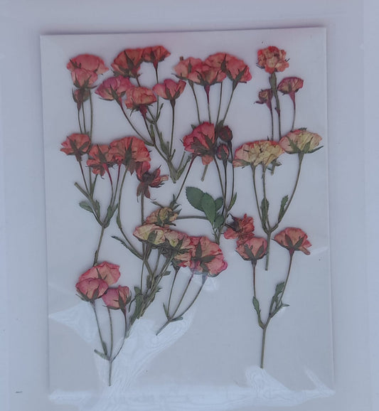 Pressed Rose with Stem