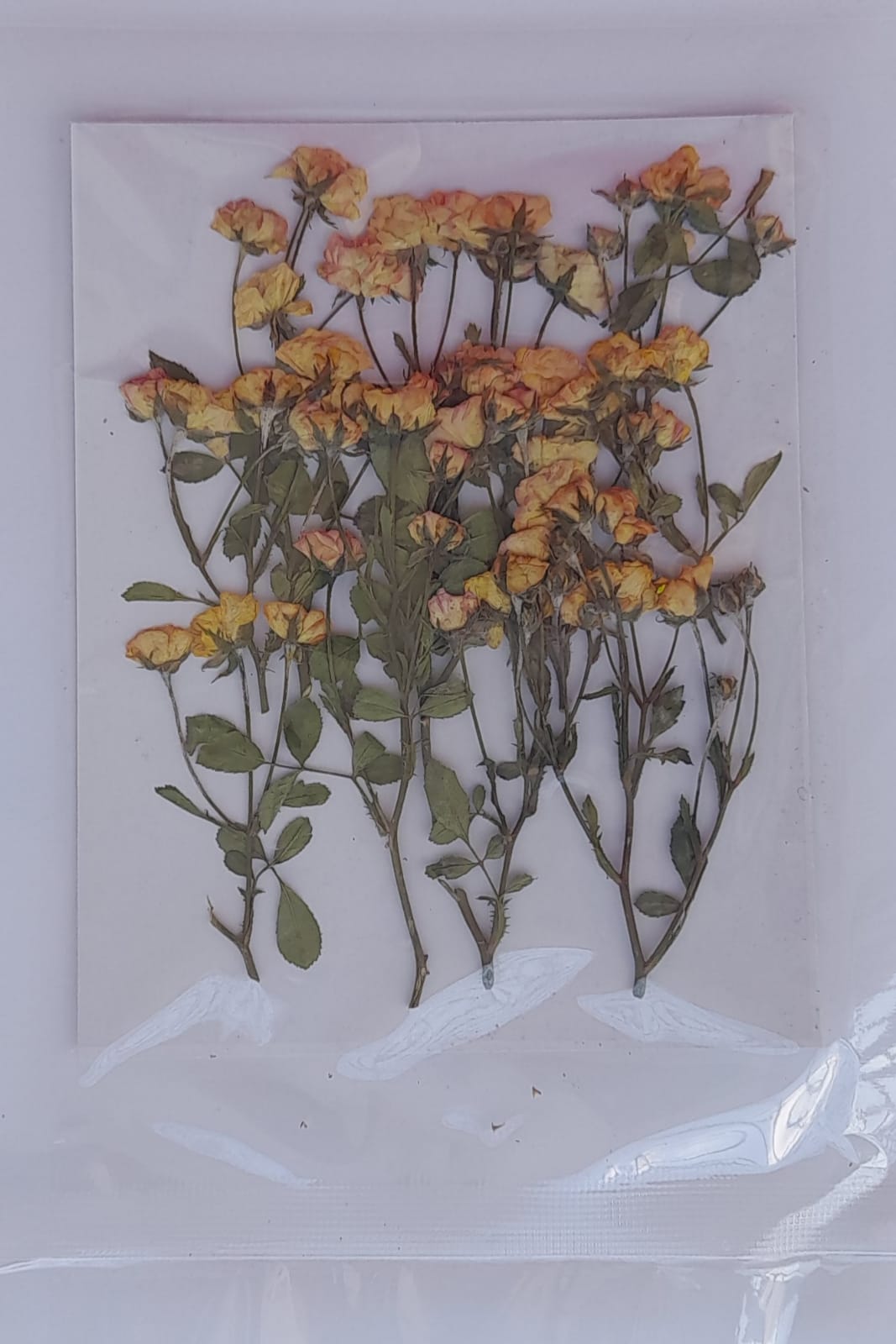Pressed Rose with Stem