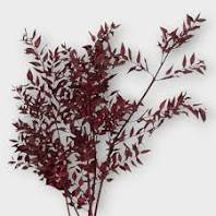 Ruscus Dry Leaves - 10g