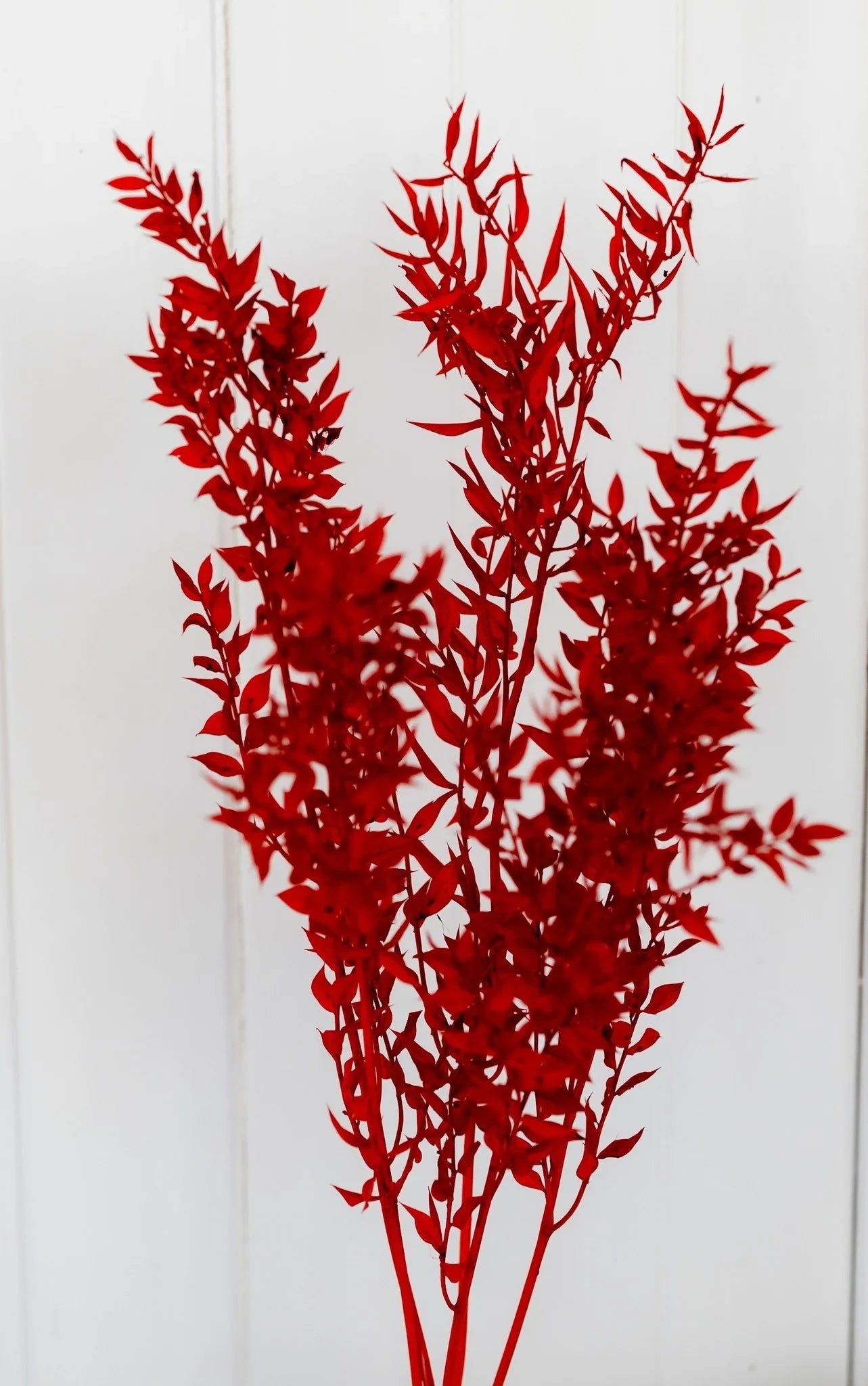 Ruscus Dry Leaves - 10g