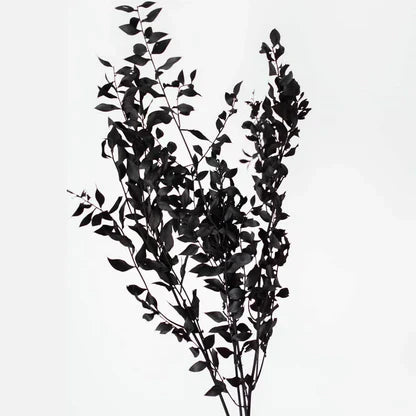 Ruscus Dry Leaves - 10g