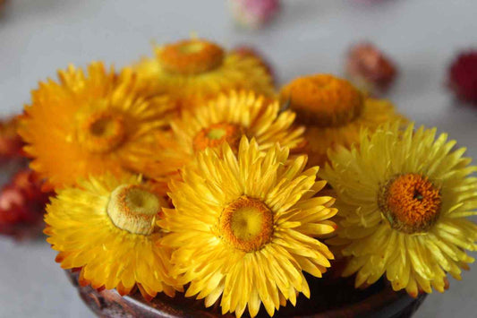 Straw Flower
