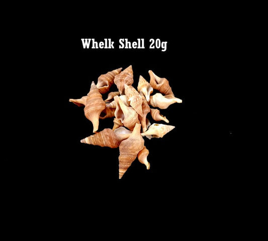 Ocean Theme Set 2 | Sea shells Small Ideal for Craft, Decor, Resin Art (Hand Sorted Single Type Shells) Bestow Charms