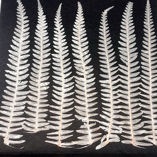 fern leaf  - pack of 20