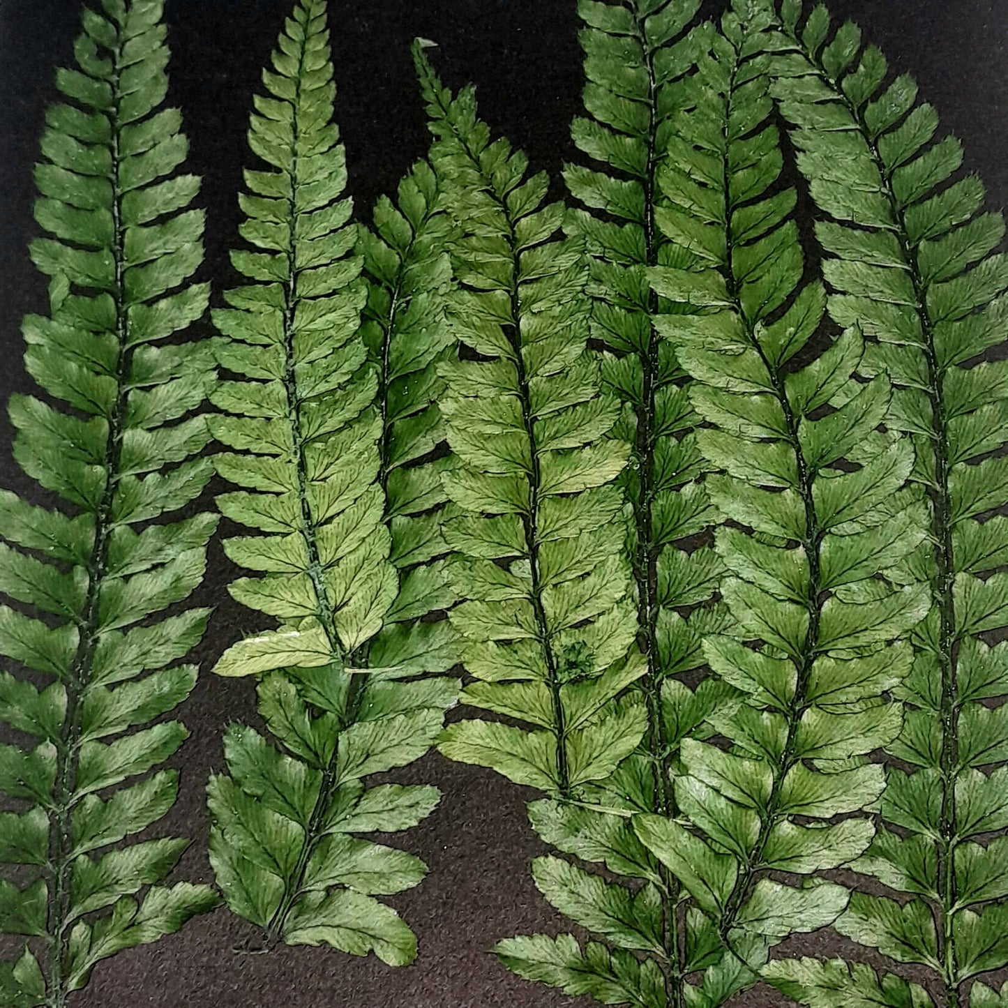 fern leaf  - pack of 20