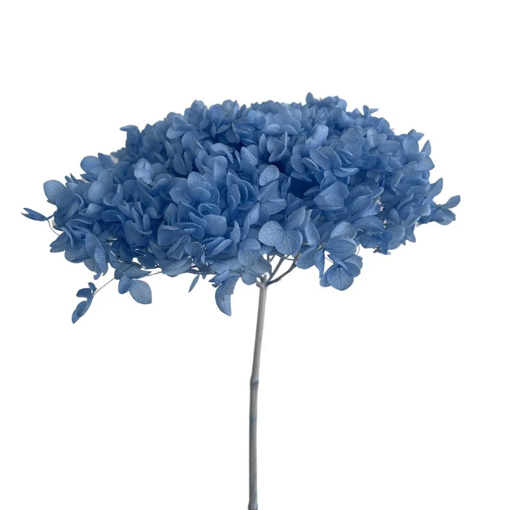 Hydrangeas - 10gms