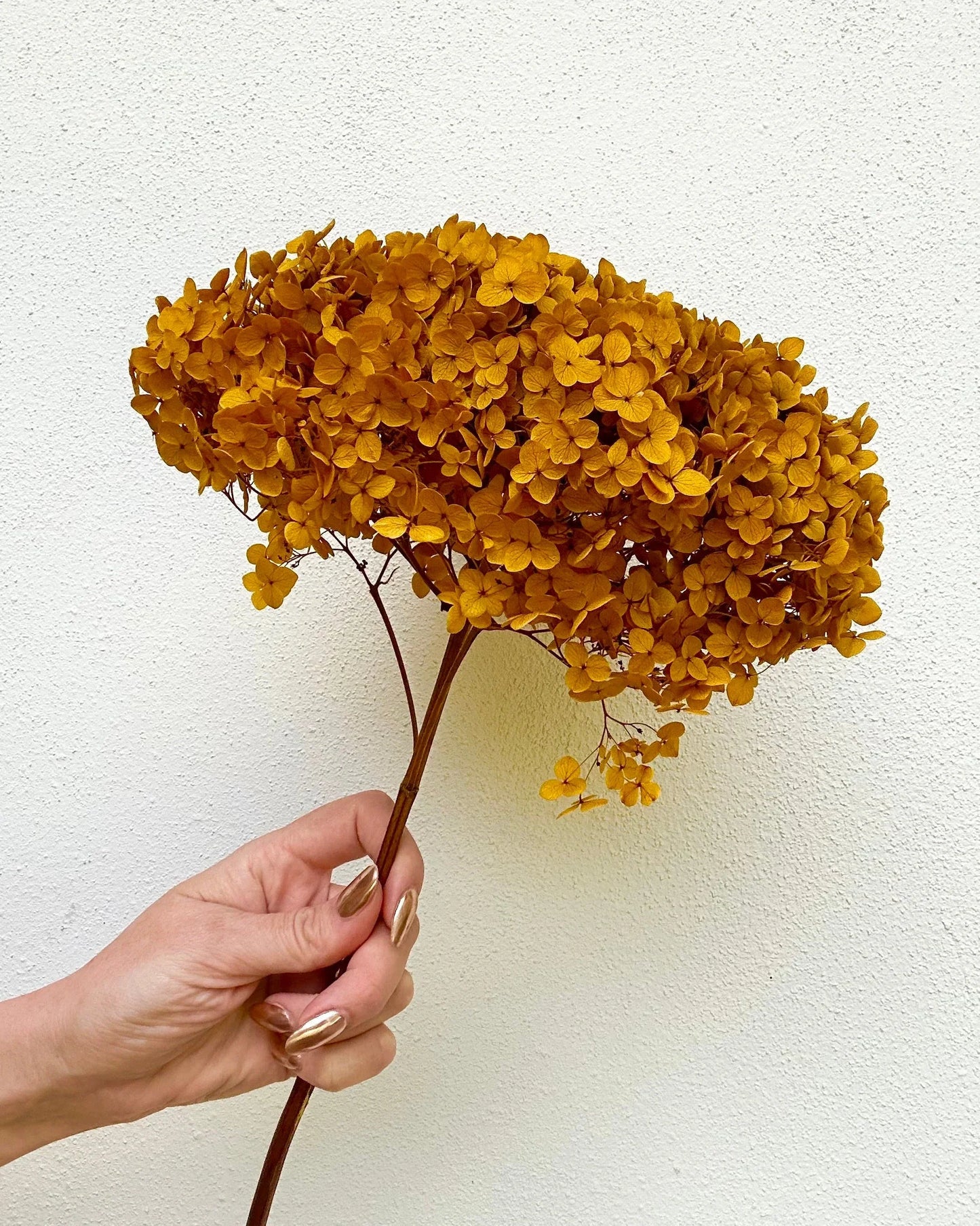 Hydrangeas - 10gms