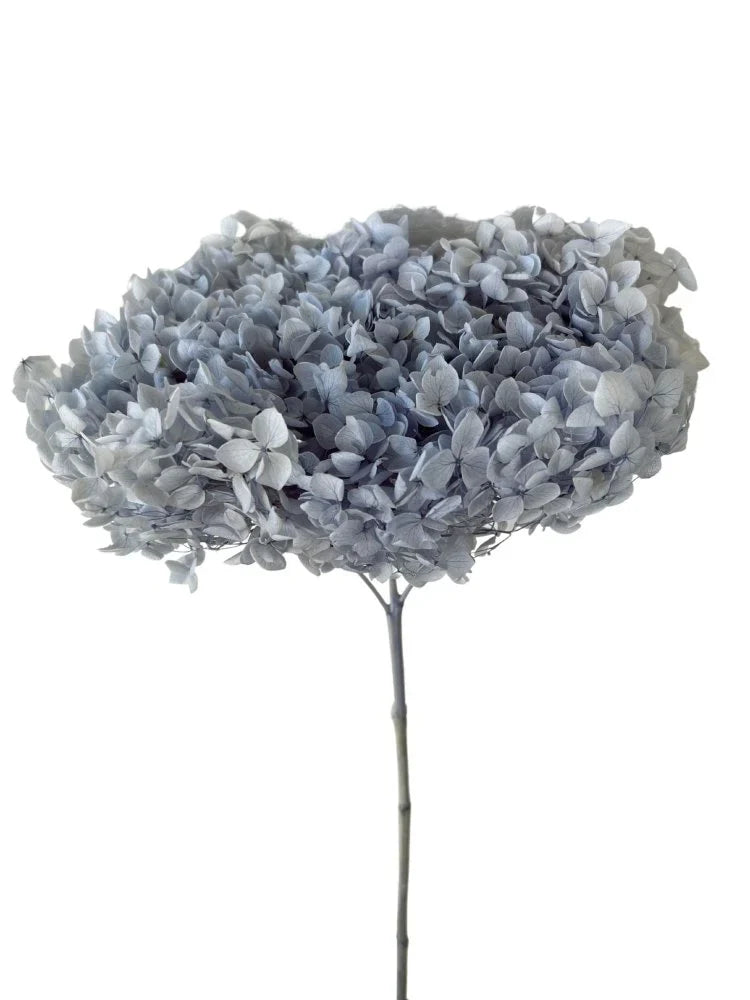 Hydrangeas - 10gms