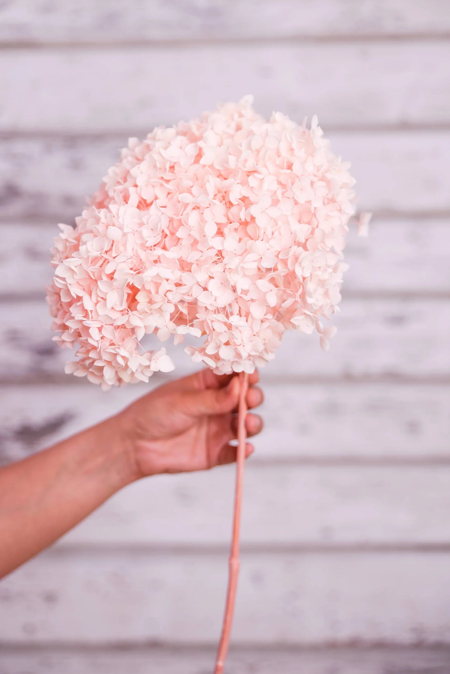 Hydrangeas - 10gms