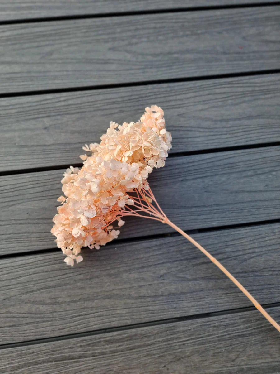 Hydrangeas - 10gms