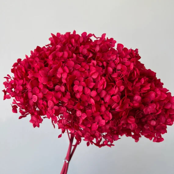 Hydrangeas - 10gms