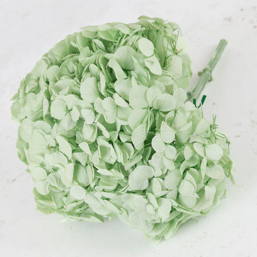 Hydrangeas - 10gms