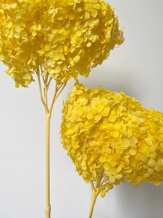 Hydrangeas - 10gms
